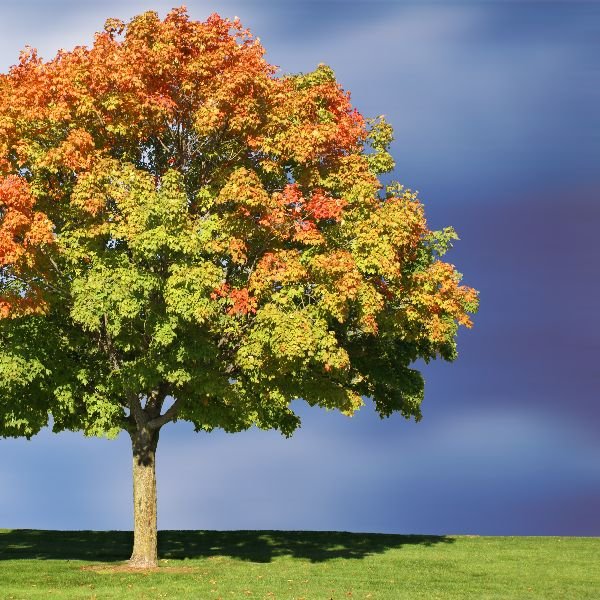 Close-up of red acer flowers on Brandywine Maple Tree blooming in early spring.