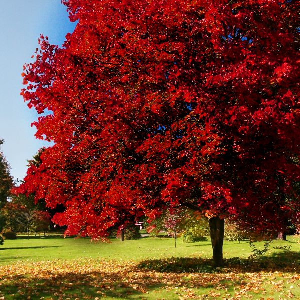 Brandywine Maple Tree (Acer rubrum 'Brandywine') growing in a garden landscape, showing mature tree form.