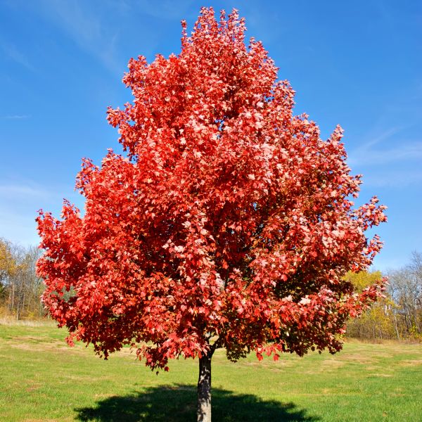 Brandywine Maple Tree (Acer rubrum 'Brandywine'), a tree featuring red flowers and deciduous.