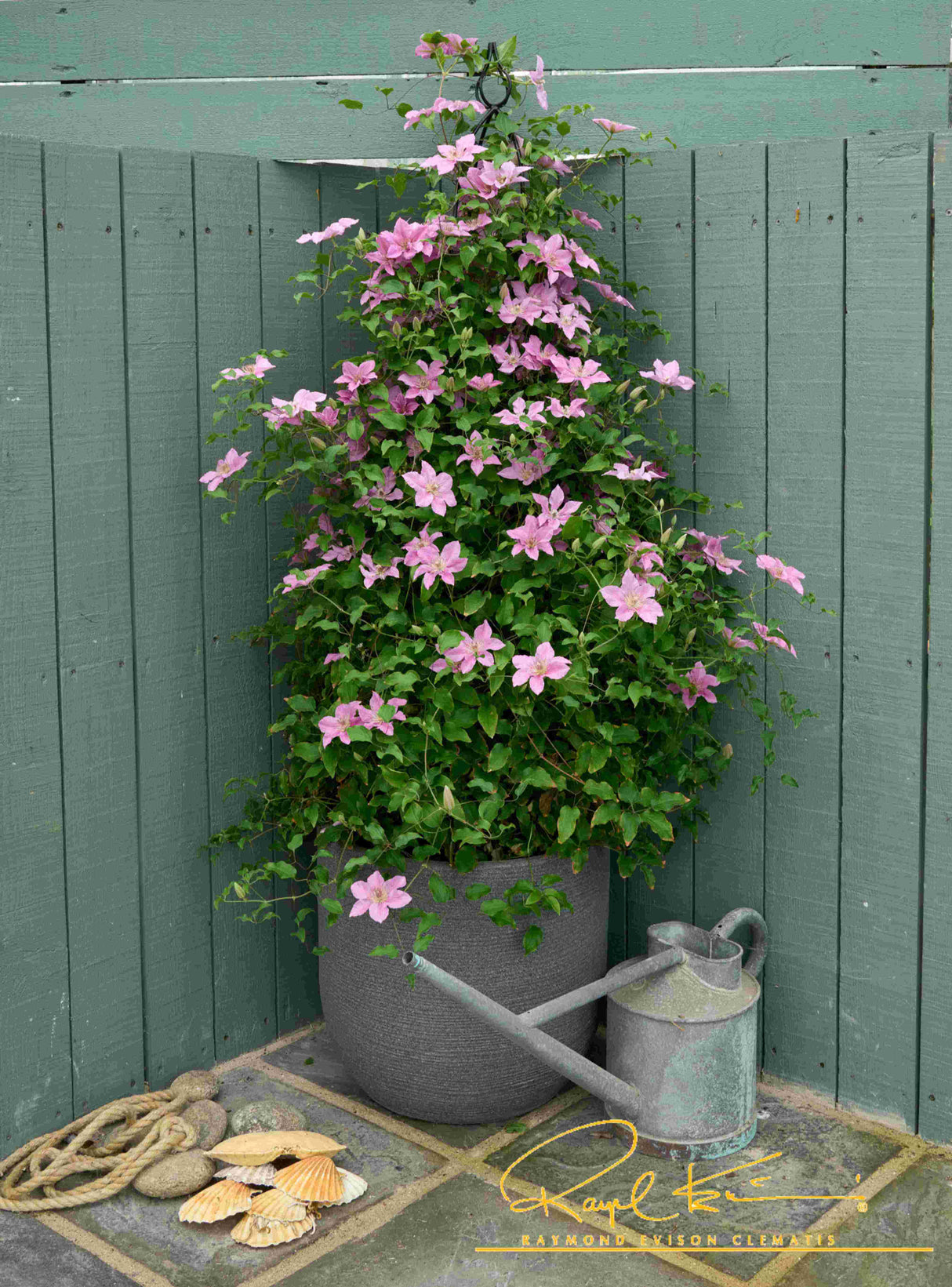Bridgewater™ Clematis