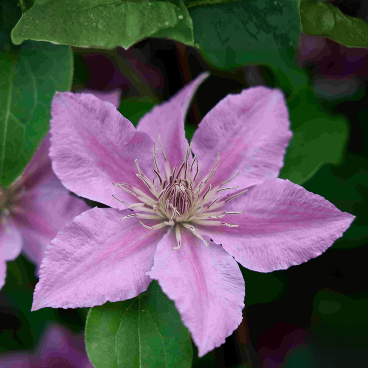 Bridgewater™ Clematis