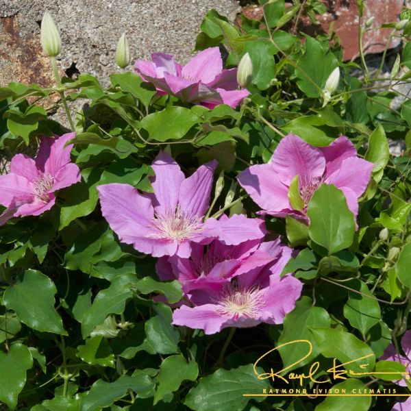 Bridgewater™ Clematis Blooms