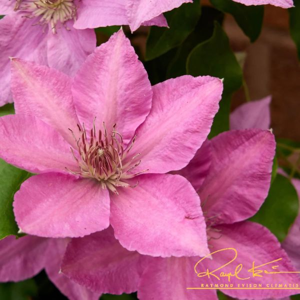 Bridgewater™ Clematis Bloom Close Up