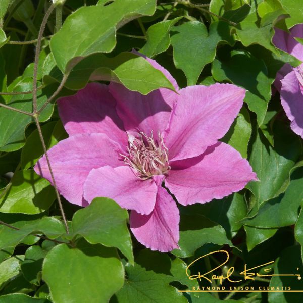 Bridgewater™ Clematis Bloom