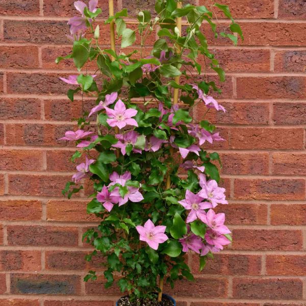 Bridgewater™ Clematis Climbing