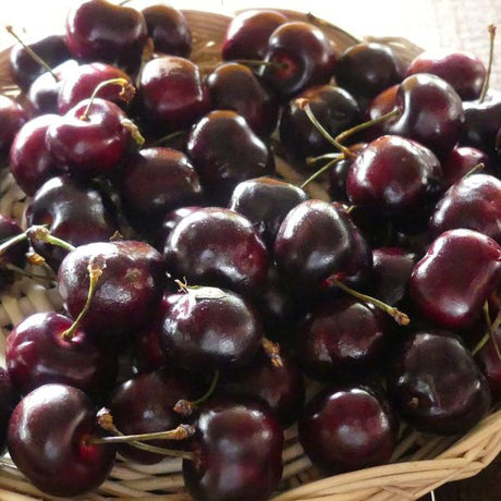 Brooks Sweet Cherry Tree - Nature Hills Nursery - Paper Pot 4 - 5 Feet -