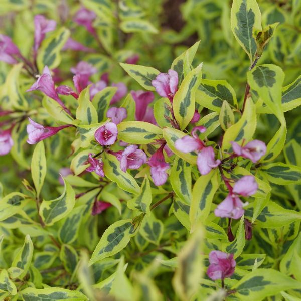 Proven Winners® Bubbly Wine® Weigela