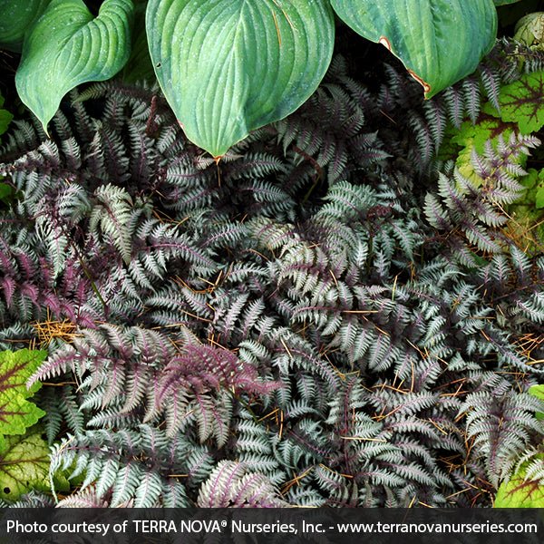 Burgundy Lace Painted Fern (Athyrium niponicum var. pictum 'Burgundy Lace'), a perennial featuring perennial and arching, clumping form.
