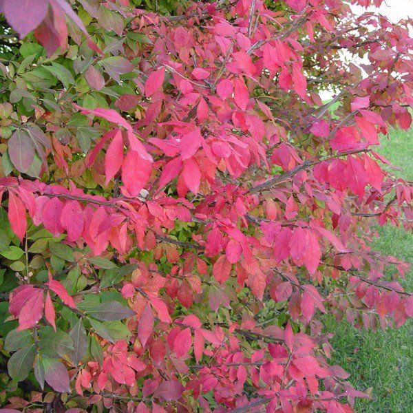 Deciduous foliage of Compacta Burning Bush (Euonymus alatus 'Compactus') in a garden setting.