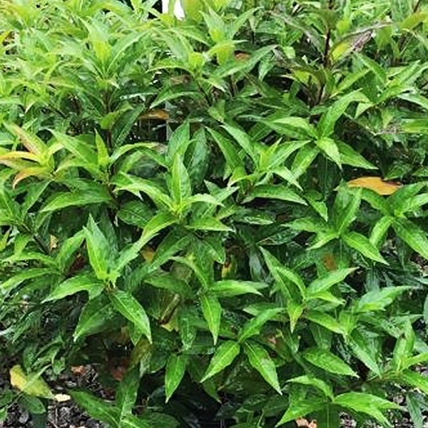 Butterfly Bush Honeysuckle (Diervilla sessilifolia 'Butterfly'), a shrub featuring yellow flowers and deciduous.