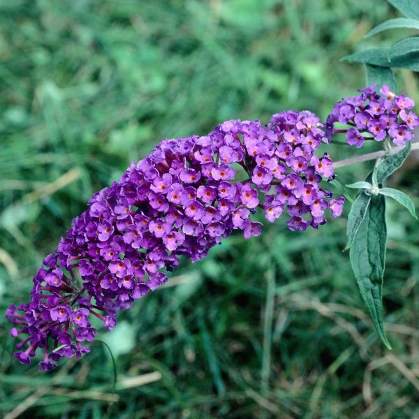 Deciduous foliage of Black Knight Butterfly Bush (Buddleia davidii 'Black Knight') in a garden setting.