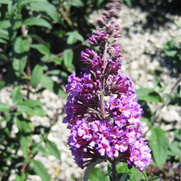 Butterfly Magic™ Butterfly Bush