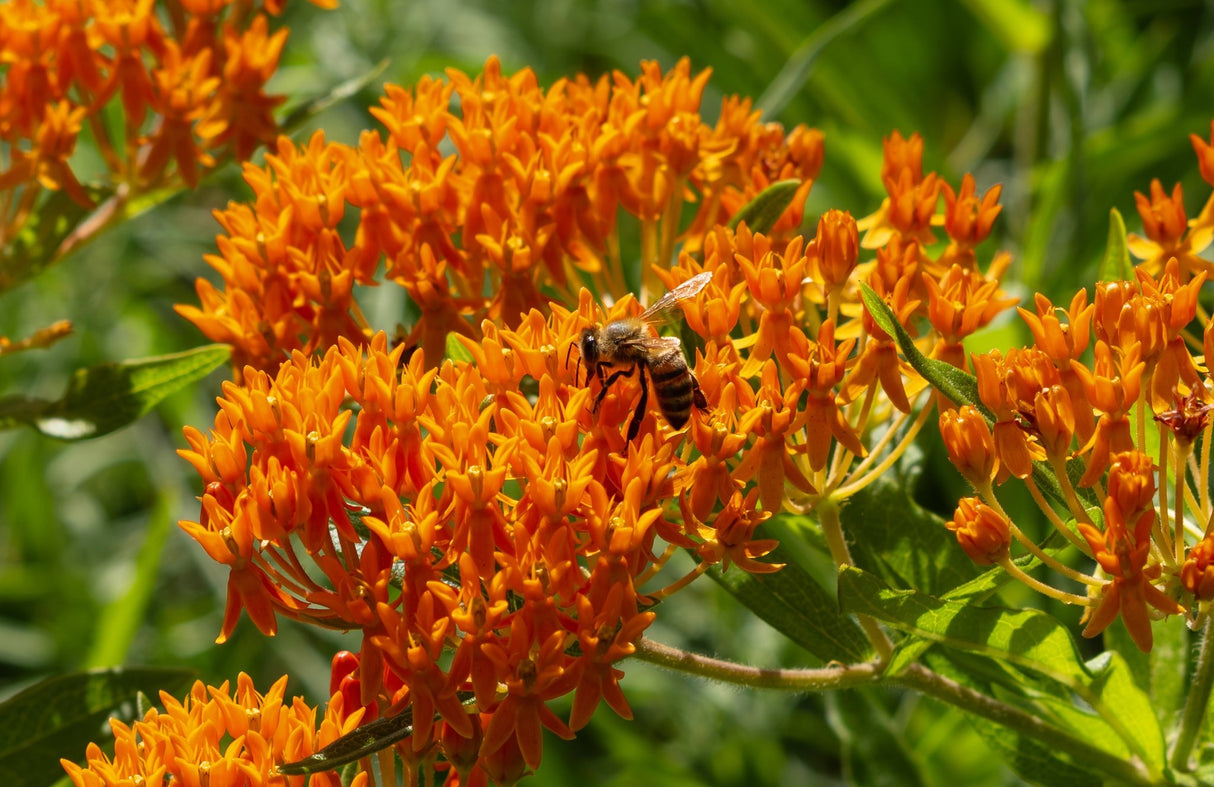 Close-up of a honeybee pollinating a cluster of bright orange Butterfly Weed blossoms.