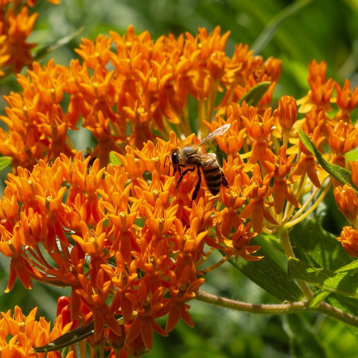 Close-up of a honeybee pollinating a cluster of bright orange Butterfly Weed blossoms.
