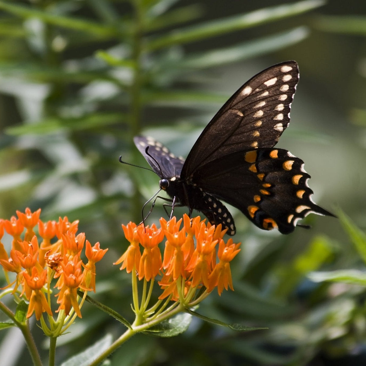 Black swallowtail butterfly perched on vibrant orange Butterfly Weed (Asclepias tuberosa) flowers.