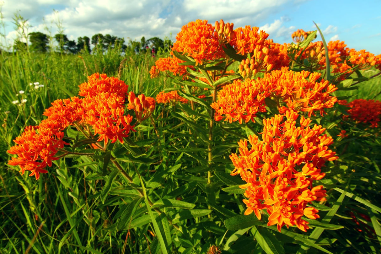 Vibrant field of orange Butterfly Weed (Asclepias tuberosa) blooming in a natural meadow under a blue sky.