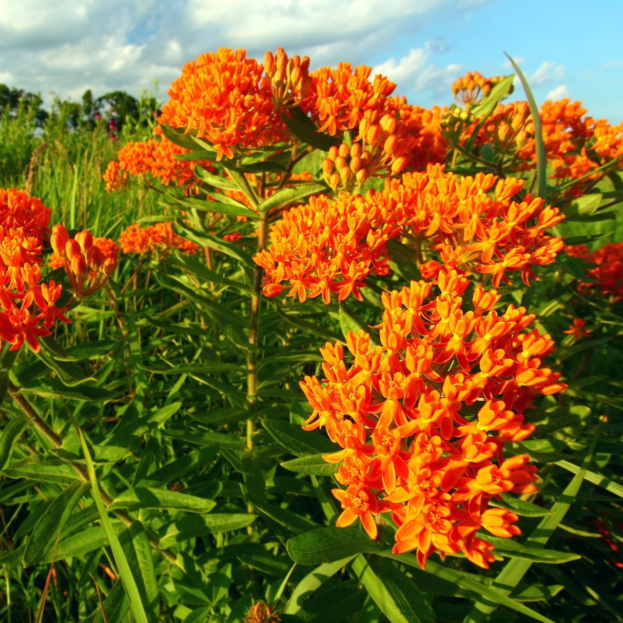 Vibrant field of orange Butterfly Weed (Asclepias tuberosa) blooming in a natural meadow under a blue sky.