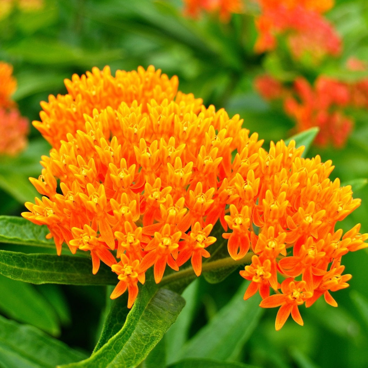 Detailed view of the bright orange flower clusters and green foliage of an Asclepias tuberosa plant.
