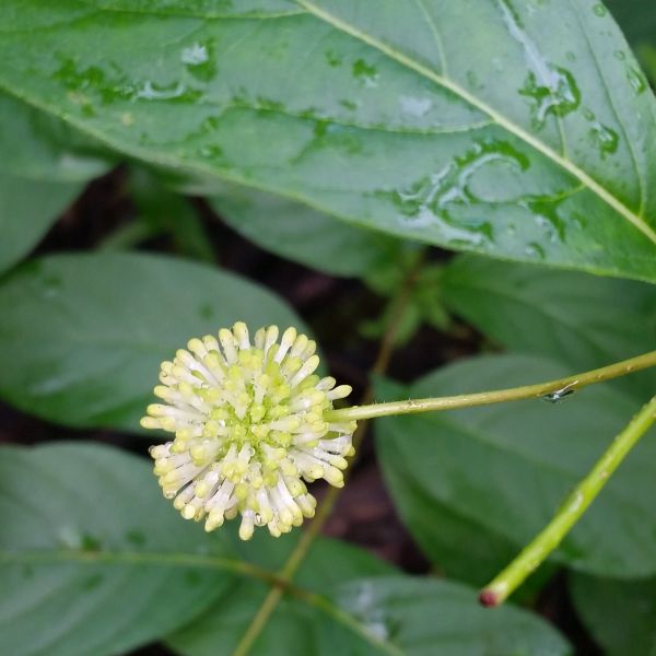 Buttonbush (Cephalanthus occidentalis) planted in a residential landscape.