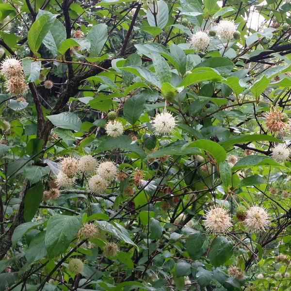 Deciduous foliage of Buttonbush (Cephalanthus occidentalis) in a garden setting.