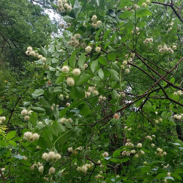 Buttonbush (Cephalanthus occidentalis) growing in a garden landscape, showing mature shrub form.