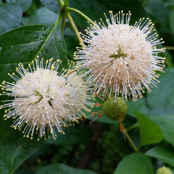 Buttonbush (Cephalanthus occidentalis), a shrub featuring white flowers and deciduous.