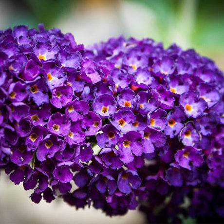 Buzz™ Midnight Butterfly Bush - Nature Hills Nursery - #1 Container -
