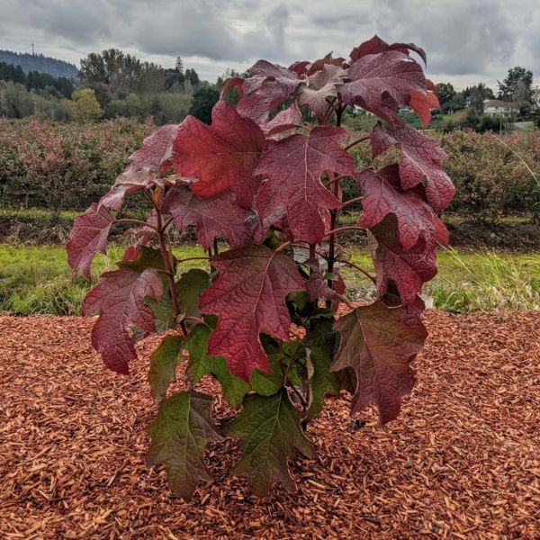 Toy Soldier™ Oakleaf Hydrangea