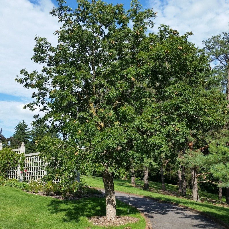 Large Ohio Buckeye shade tree in full summer leaf beside a park walking path