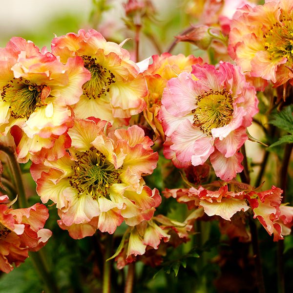 PRETTICOATS™ Peach Geum