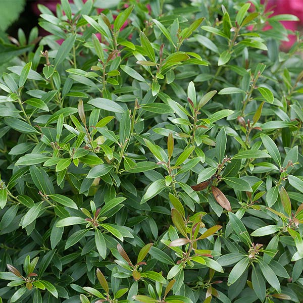 Gem Box® Inkberry Holly