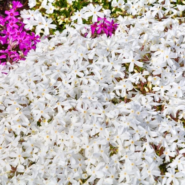Snowflake Creeping Phlox