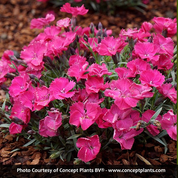 Vivid™ Bright Light Dianthus