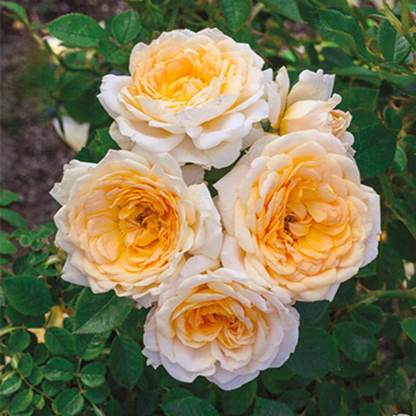 Edith's Darling™ Rose