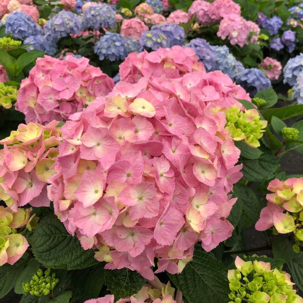 Proven Winners® Let's Dance® Sky View® Mountain Hydrangea