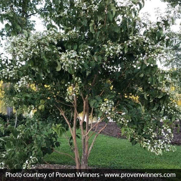 Proven Winner® Color Choice® Temple of Bloom® Heptacodium
