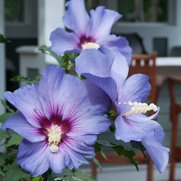 Azurri Blue Satin? Rose of Sharon Shrub