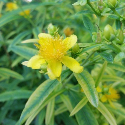 Sunny Boulevard? St. John's Wort