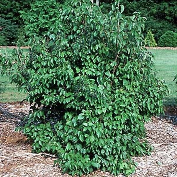 Autumn Jazz® Arrowwood Viburnum