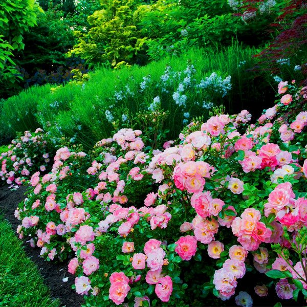Peach Drift® Groundcover Rose