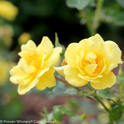 Oso Easy® Lemon Zest® Rose