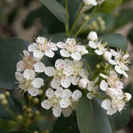 Black Chokeberry Bush