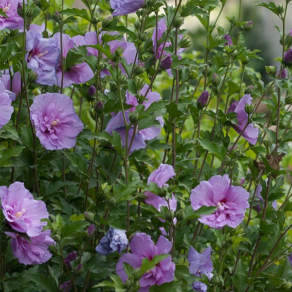 Lavender Chiffon® Rose of Sharon Shrub