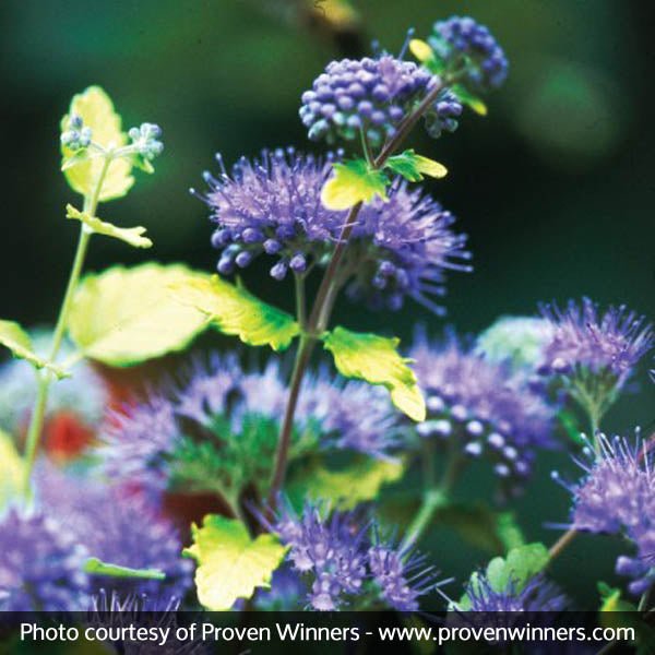 Sunshine Blue® Bluebeard II