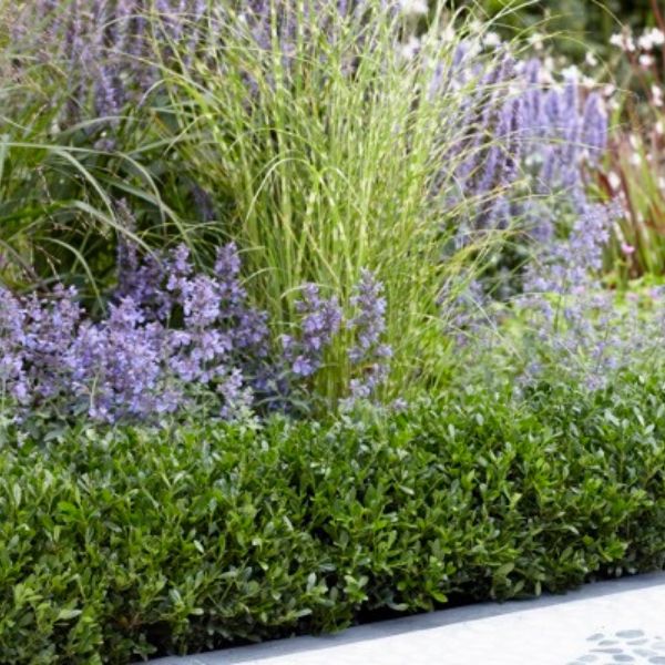 Luxus® Compact Japanese Holly