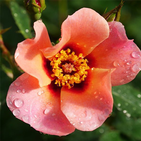 Ringo All-Star™ Shrub Rose