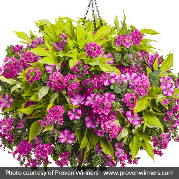 Supertunia® Raspberry Blast® Petunia