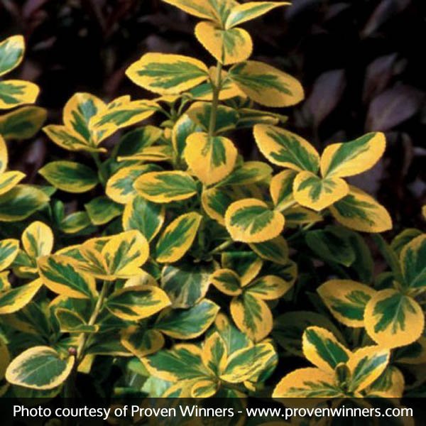 Gold Splash® Euonymus