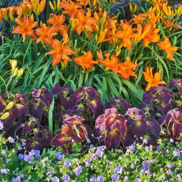 Rainbow Rhythm® Primal Scream Daylily