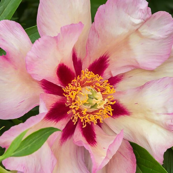 Callies Memory Peony - Perennial - Nature Hills Nursery -